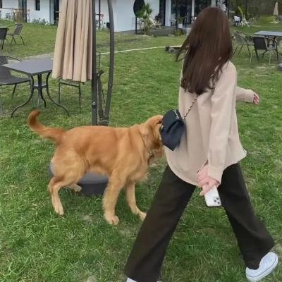 莫尔格街凶杀案免费在线观看